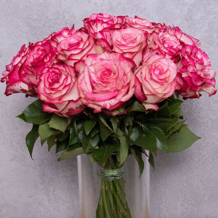 Žíhaná růžová a bílá růže 70 cm